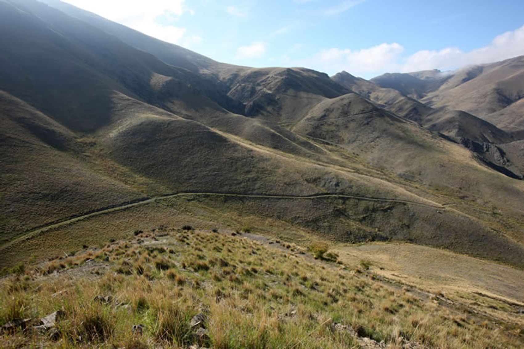 Golden tussock hills