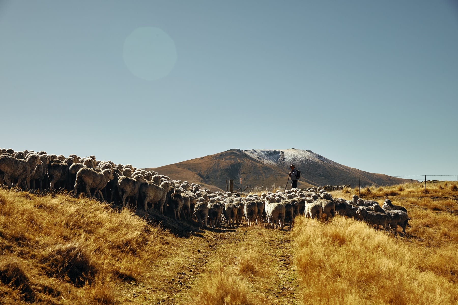 Merinos strung out along a ridge on the autumn muster, a shepherd following behind