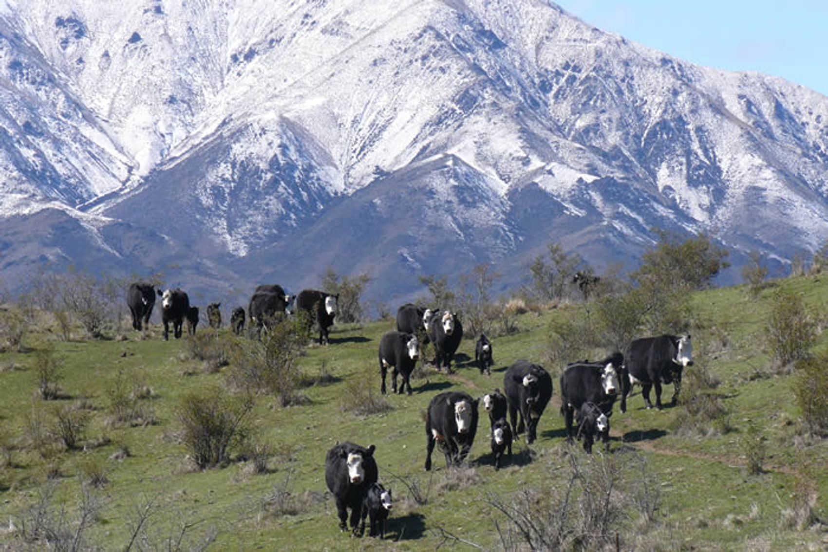 Beef cattle