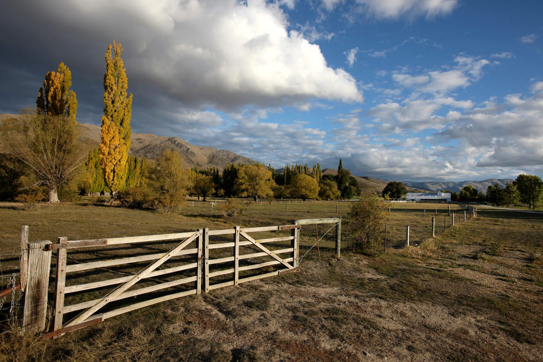 A farm gate and autumn poplars with the woolshed beyond