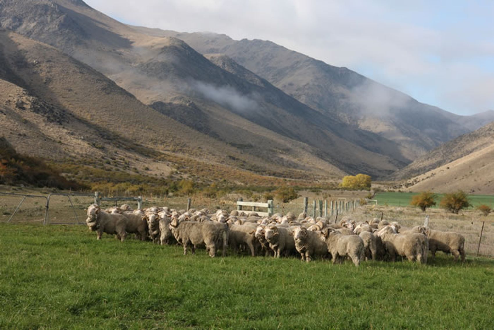 Merino rams