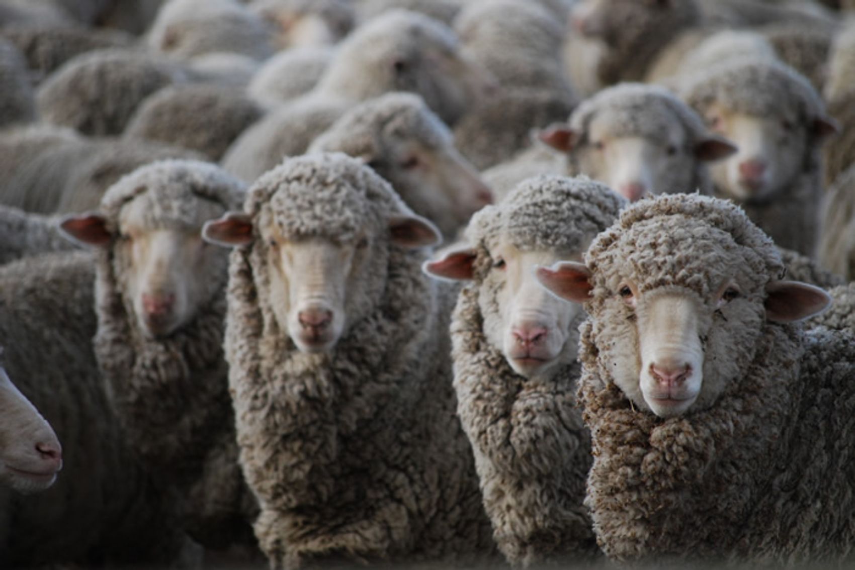 Merino sheep on the tussock country