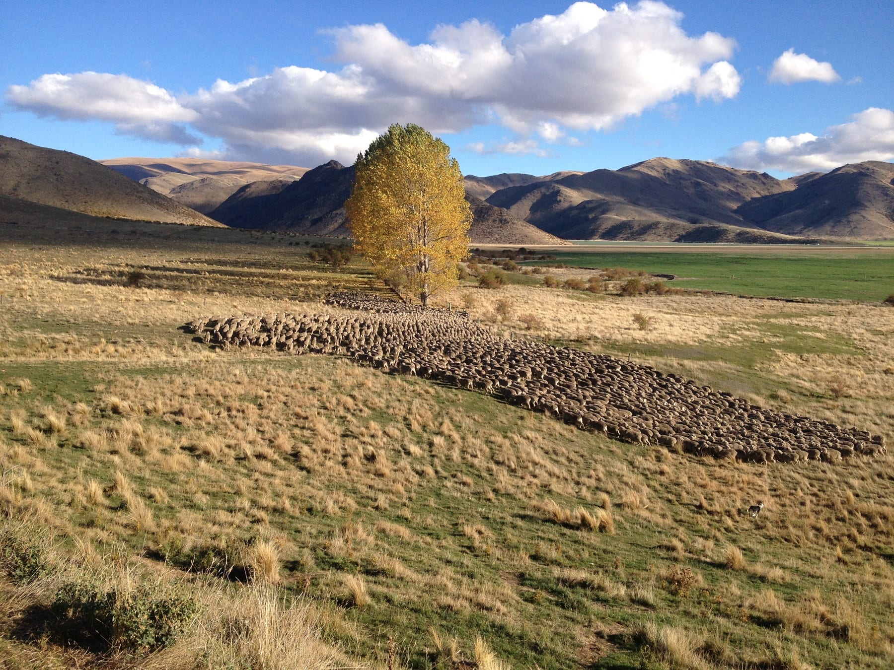 A mob of merinos moving across the tussock flats