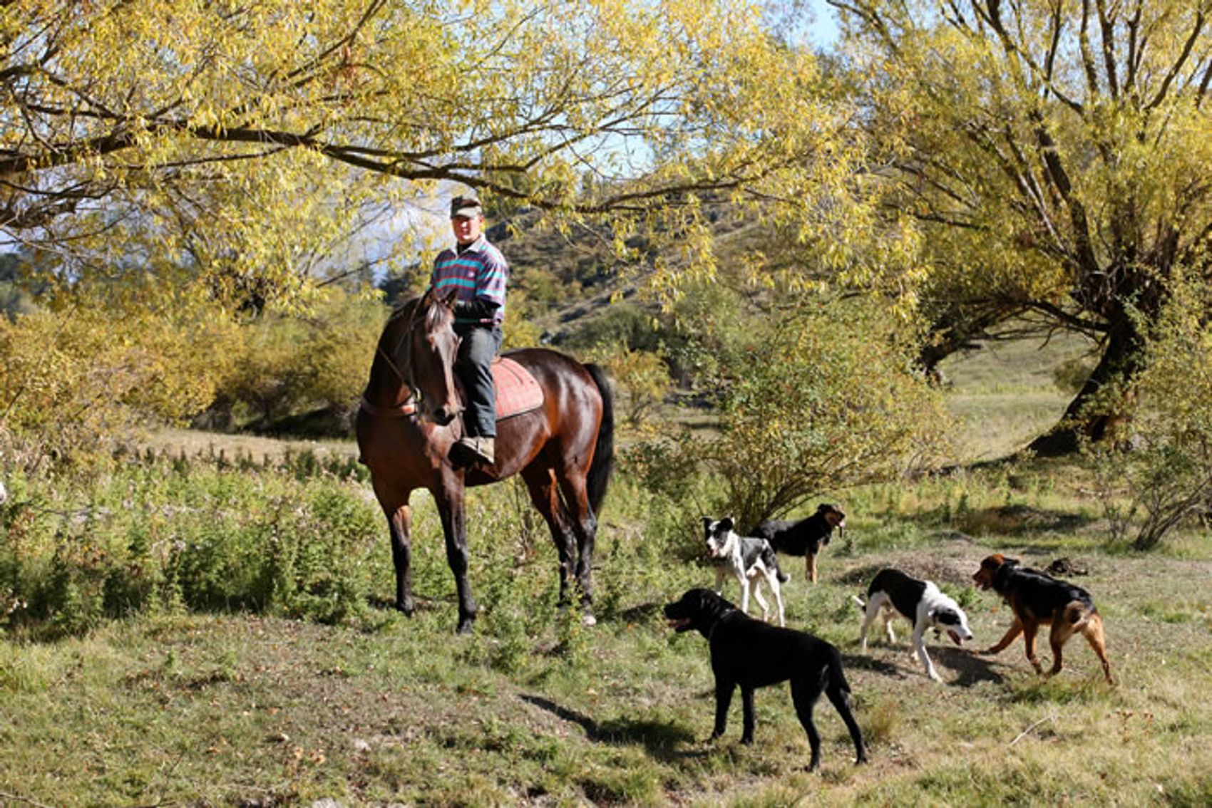 Riding out across the station with the working dogs