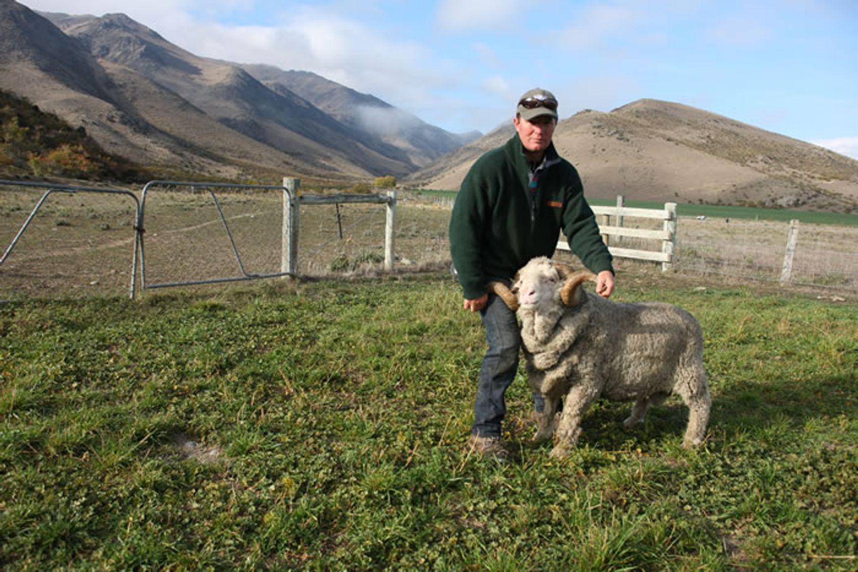 Richard with a merino ram