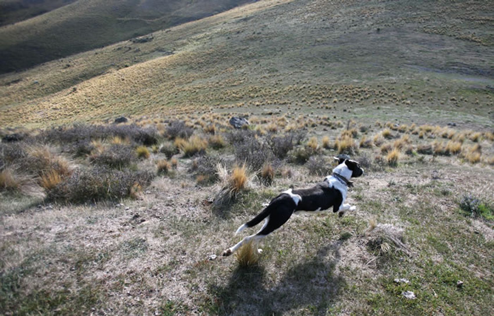 A heading dog at work